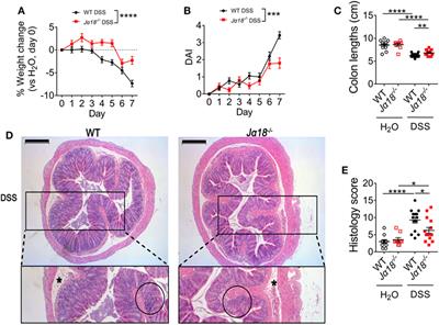 Invariant Natural Killer T Cells Shape the Gut Microbiota and Regulate Neutrophil Recruitment and Function During Intestinal Inflammation